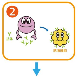 花粉症のメカニズム