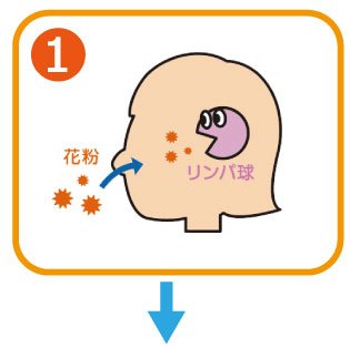 花粉症のメカニズム